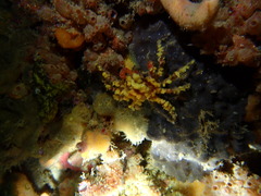 Schizophrys rufescens