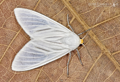 Eupseudosoma aberrans