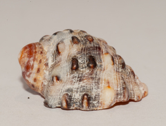 Plicopurpura patula