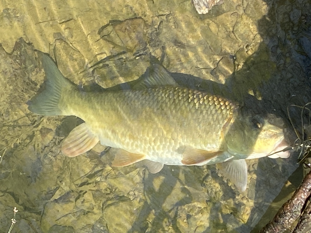 Golden Redhorse