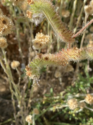 iNaturalist observation photo of branching phacelia