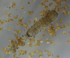 Asellidae