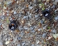 Pseudoplectania nigrella