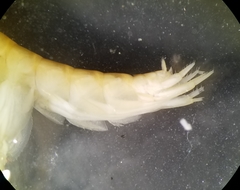 Synurella dentata