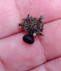 Pseudoplectania nigrella