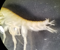 Synurella dentata