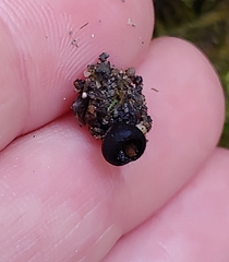 Pseudoplectania nigrella