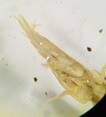 Synurella dentata