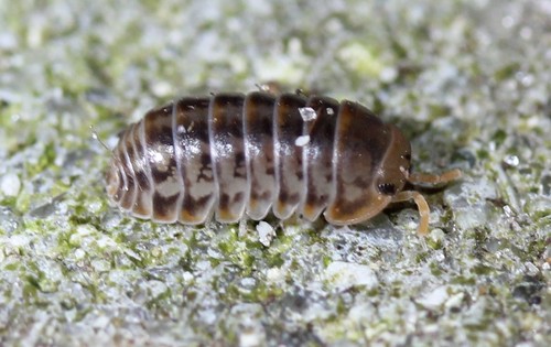 Pillbug