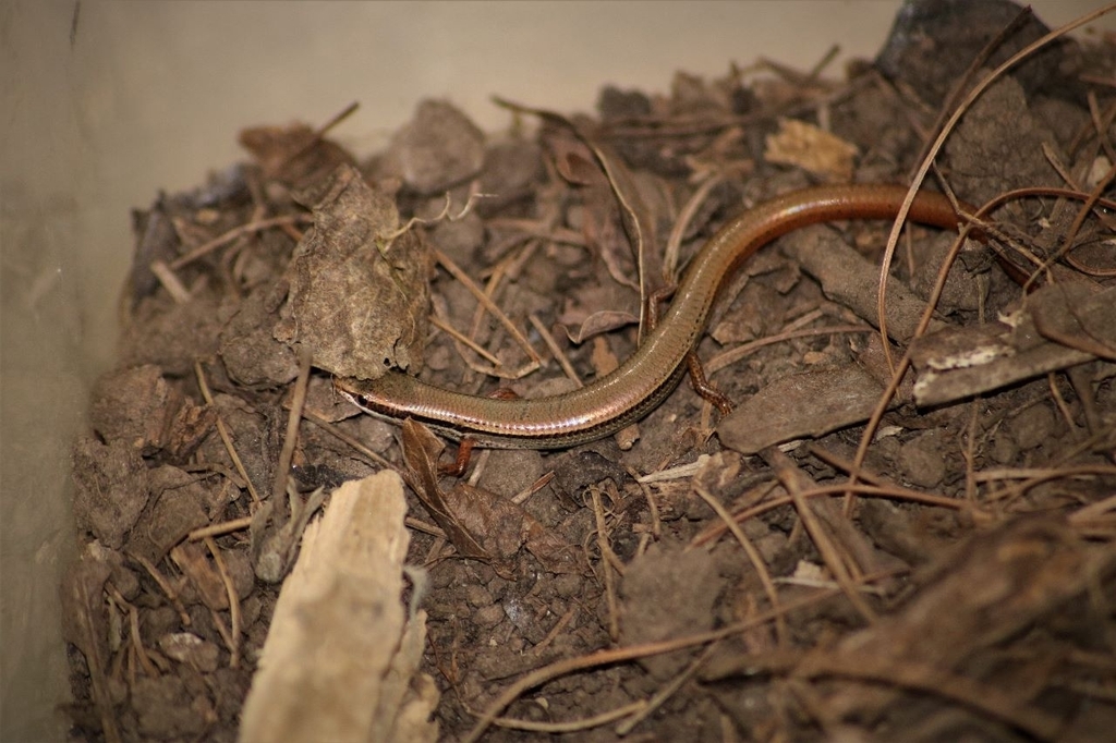 Minor Snake-eyed Skink