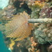 Mediterranean Fanworm - Photo (c) Ben Florance, some rights reserved (CC BY-NC), uploaded by Ben Florance