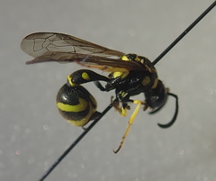 Eumenes verticalis