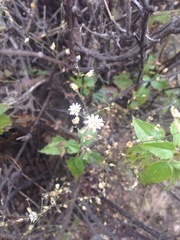 Drymaria leptophylla