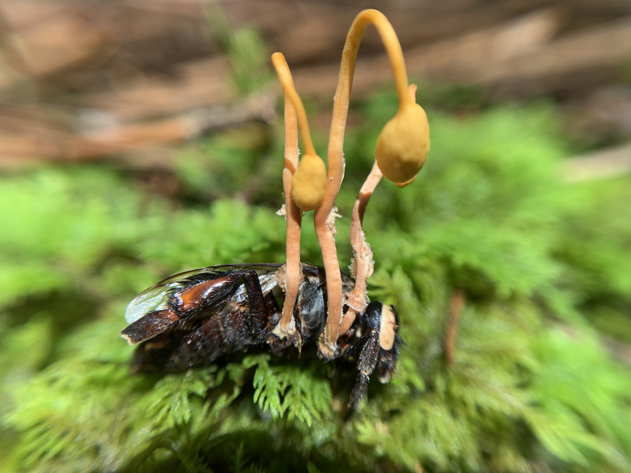 Ophiocordyceps Sphecocephala Wespen Kernkeule