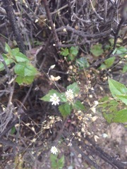 Drymaria leptophylla