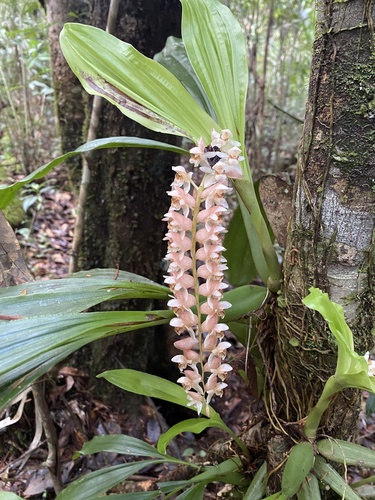Coelogyne chinensis
