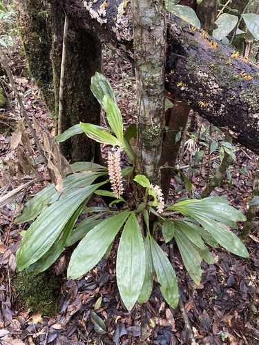 Coelogyne chinensis, photograph 1