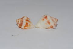 Vasula deltoidea
