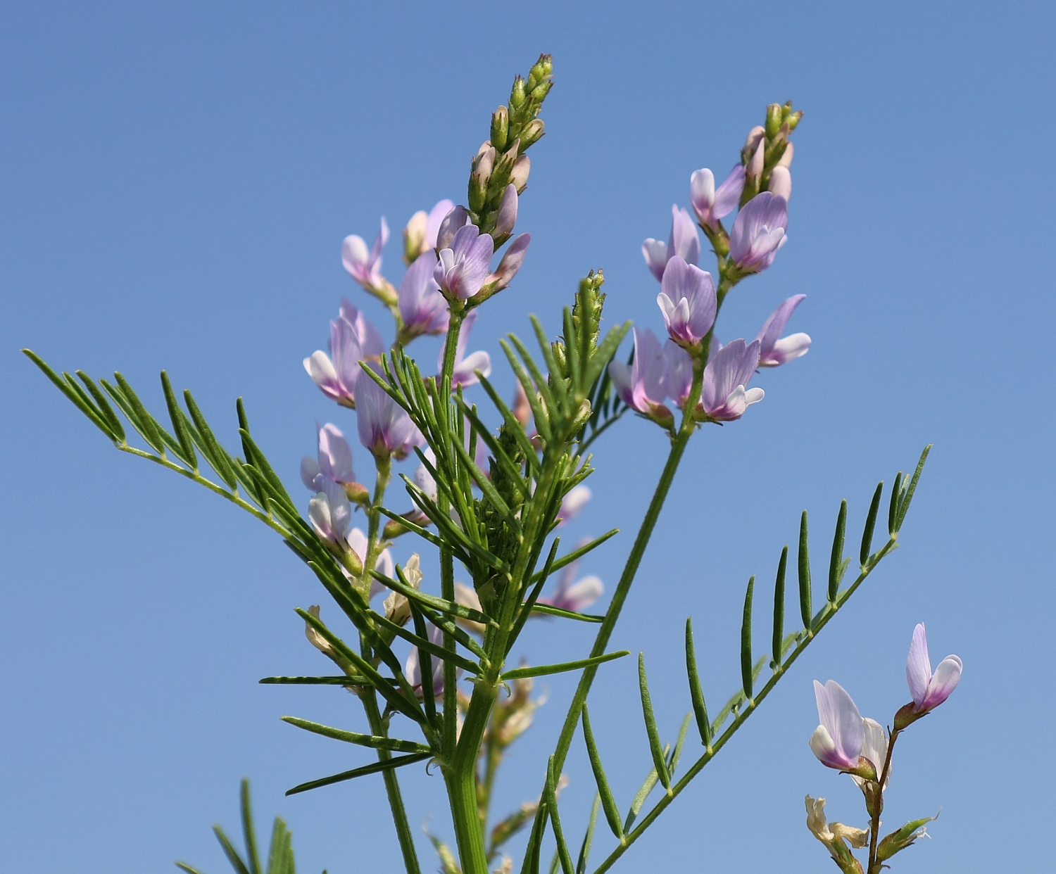 Astragalus sulcatus
