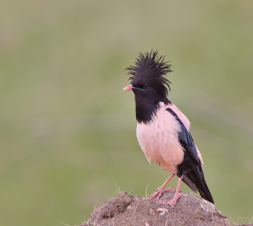 Rosy Starling (Pastor roseus) photo