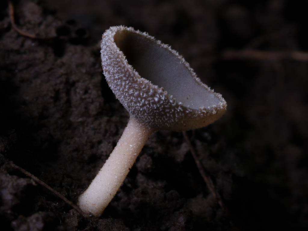 Helvella cupuliformis