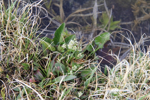 Penland's eutrema (Eutrema penlandii)