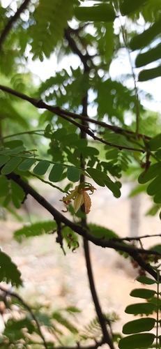 Tamarindus indica