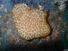 Distaplia