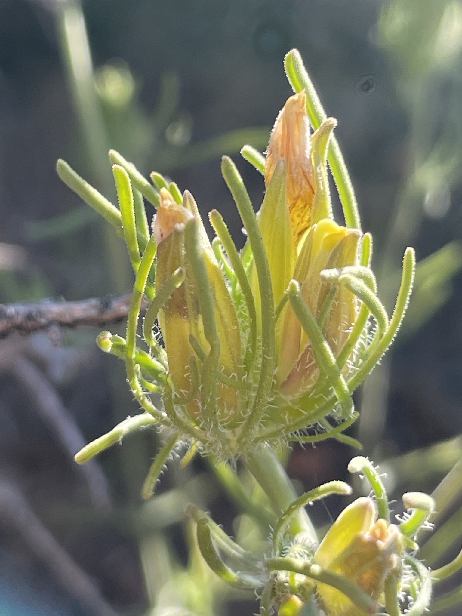 Cordylanthus ramosus