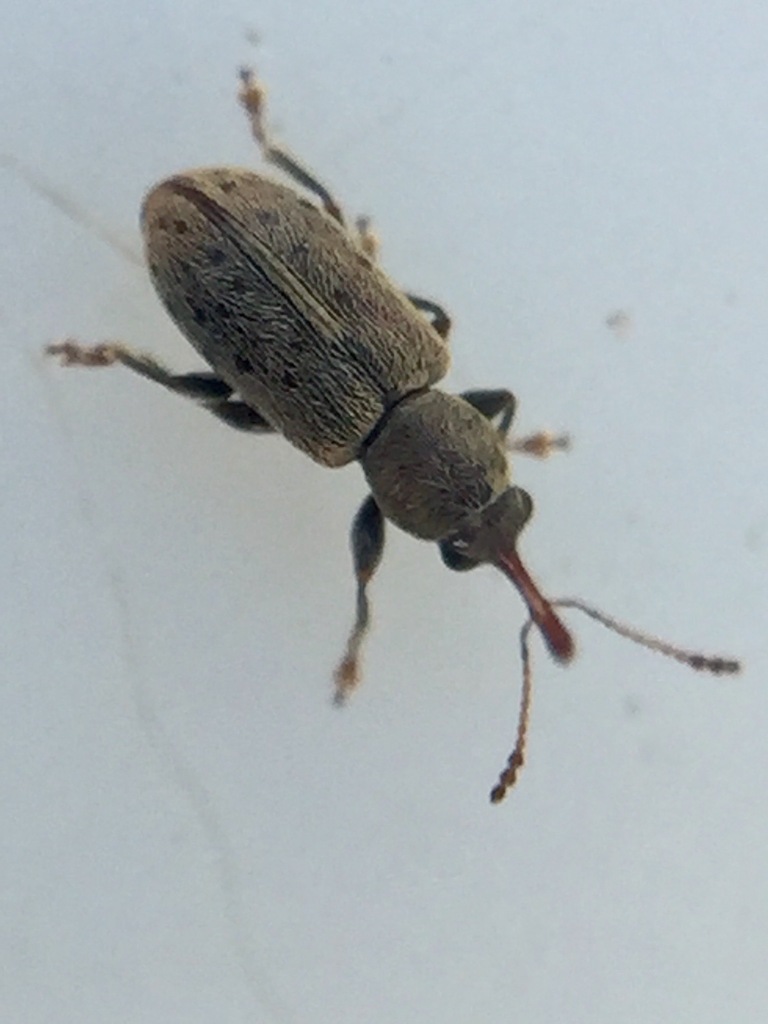 Rhinorhynchus