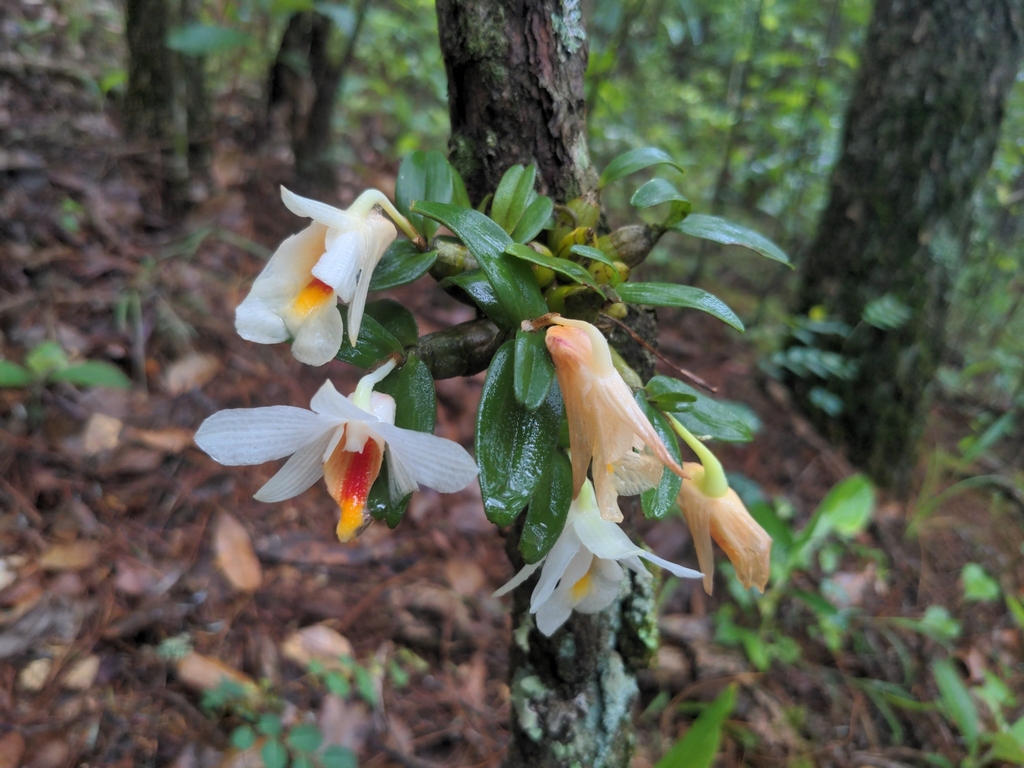 Dendrobium christyanum Rchb.f. 2