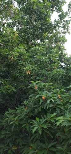 Magnolia champaca