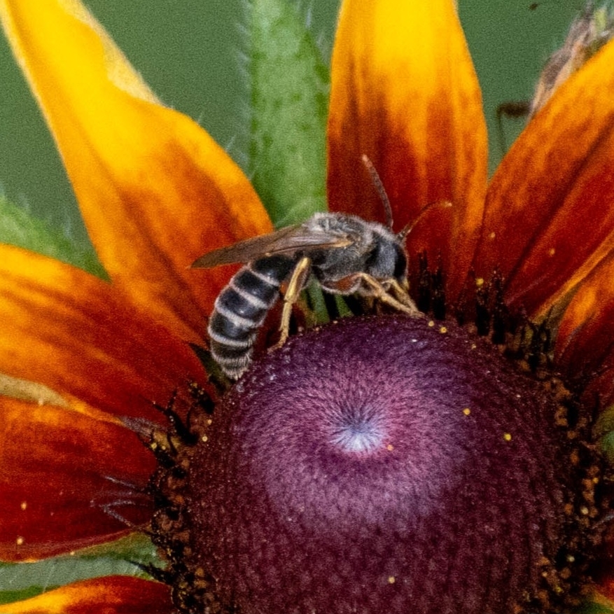 Furrow Bees from Lawrence on July 11, 2023 at 04:40 PM by bird-nature ...