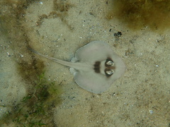 Trygonoptera personata