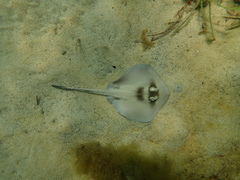 Trygonoptera personata