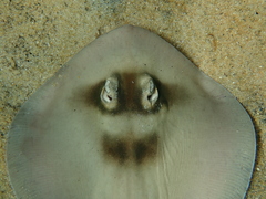 Trygonoptera personata