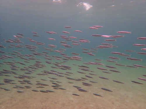 Bali sardinella (Sardinella lemuru) — Clupeidae — 4