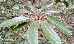 Daphniphyllum macropodum