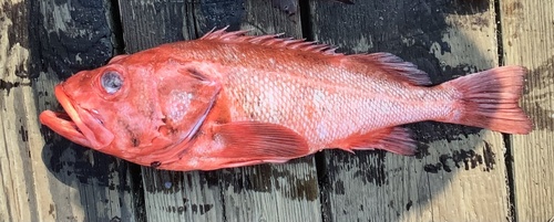Blacktip rockfish (Sebastes aleutianus) — Sebastidae — 3