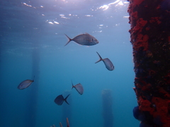 Pseudocaranx