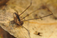 Leuronychus pacificus