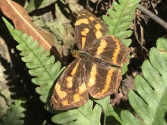 Symbrenthia lilaea formosanus
