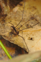 Leuronychus pacificus