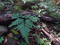 Sceptridium daucifolium