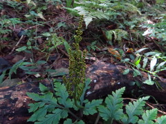 Sceptridium daucifolium