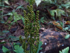 Sceptridium daucifolium