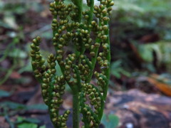 Sceptridium daucifolium