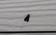Langessa nomophilalis