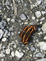 Symbrenthia lilaea formosanus