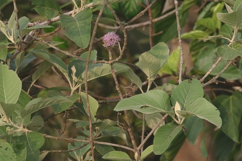Callicarpa arborea observed 2023-04-17